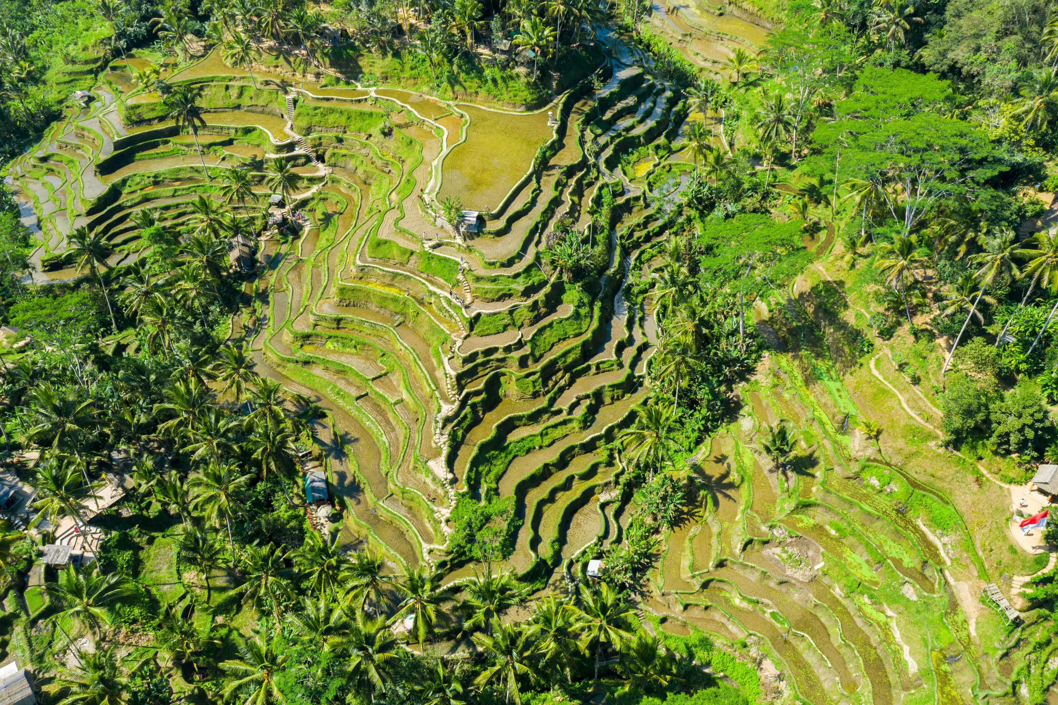 Aerial view of curving green terraced rice fields surrounded by coconut palms in Bali.