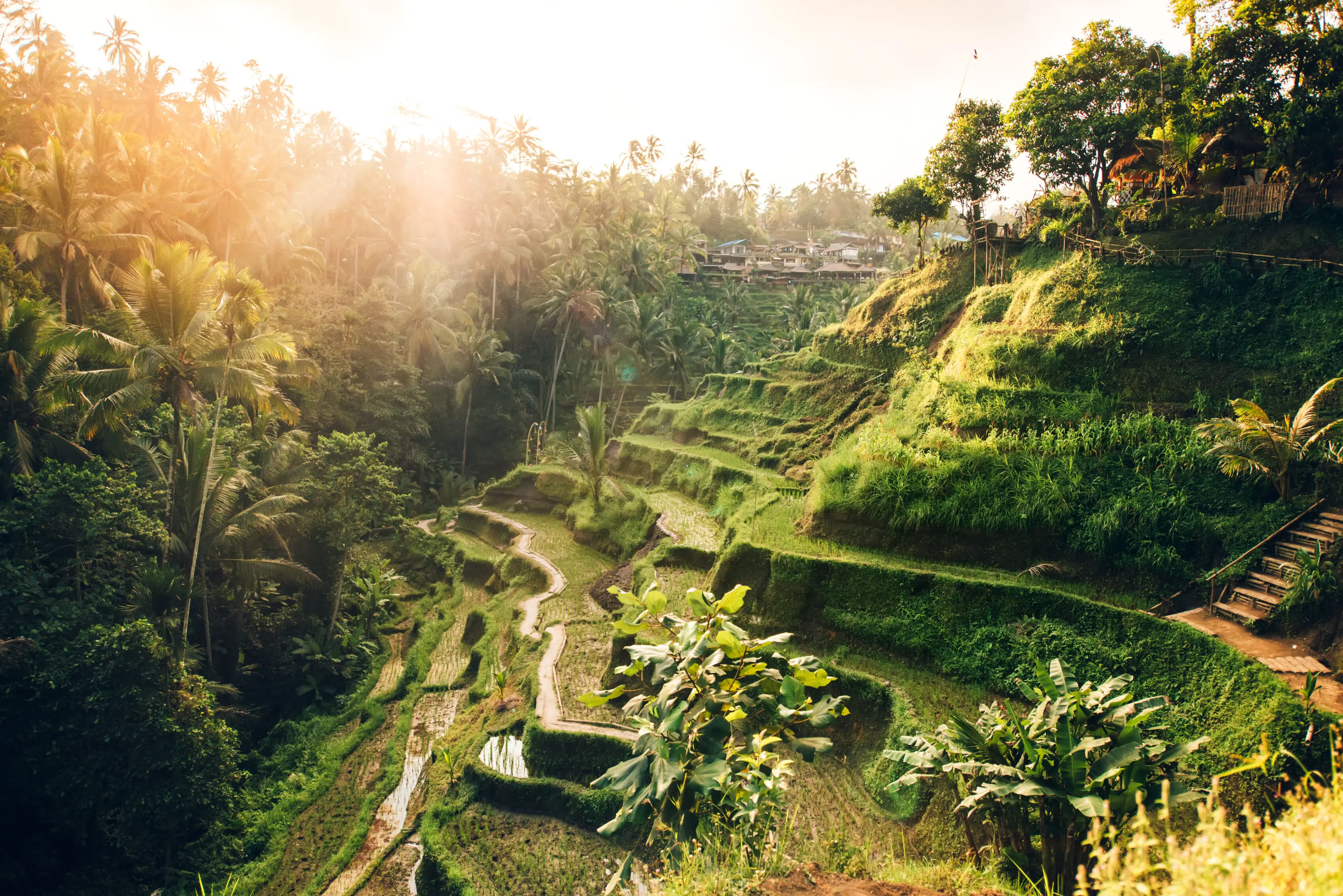 Sunlit Tegallalang rice terraces in Bali surrounded by tropical palms at golden hour.